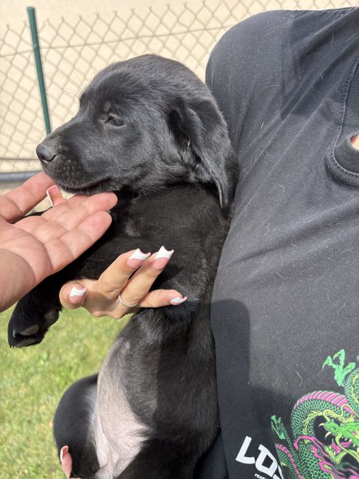 Sprzedam szczeniaka rasy labrador suczka