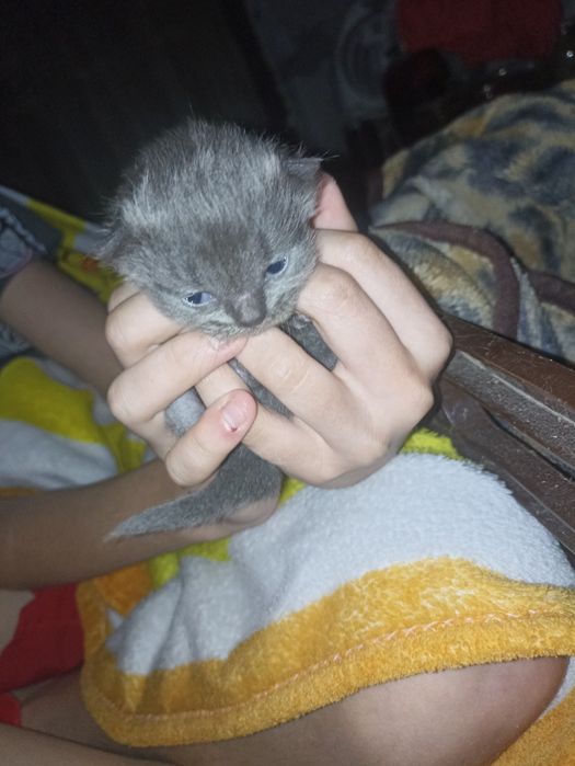 Котята грудние 4шт