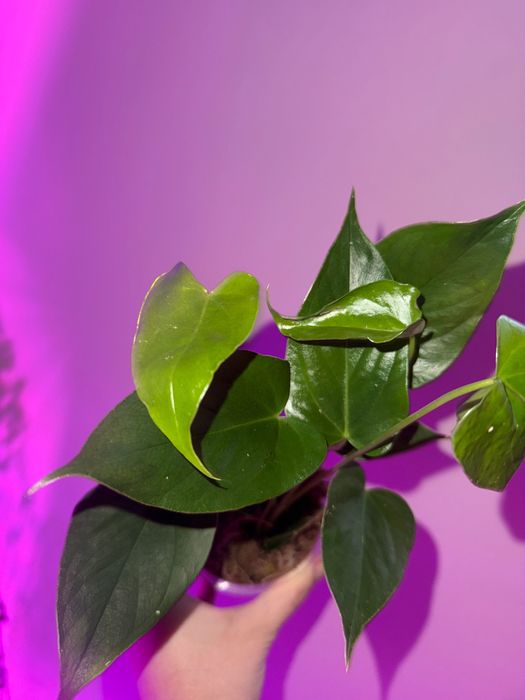 Anthurium. Антуріум Ваніла