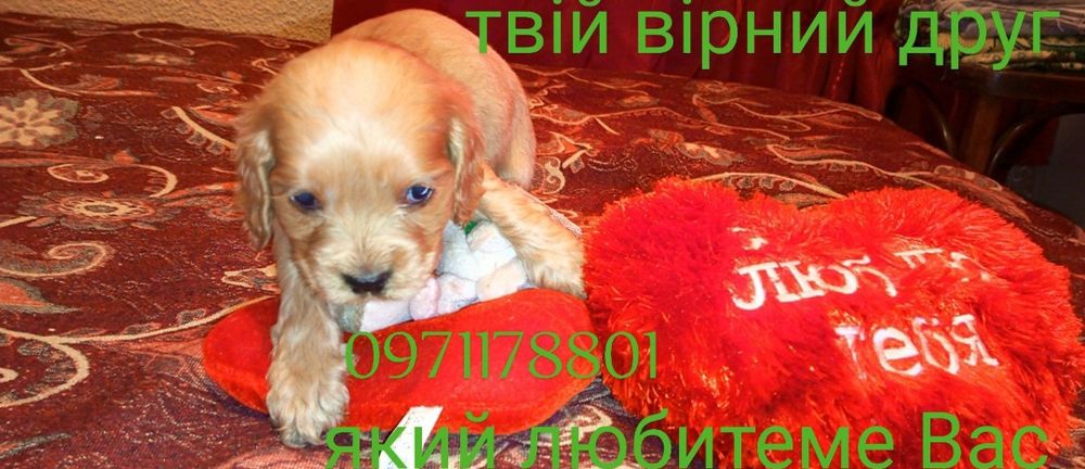 Життєрадісні та веселі, кмітливі та адаптивні до будь-яких умов