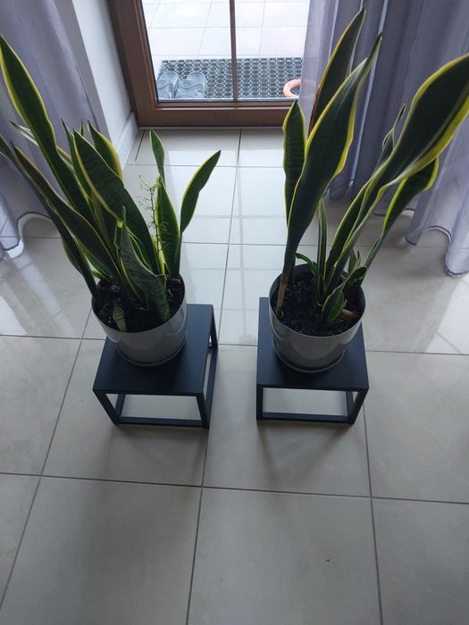 Dracena Trifasciata-Szable 2 sztuki