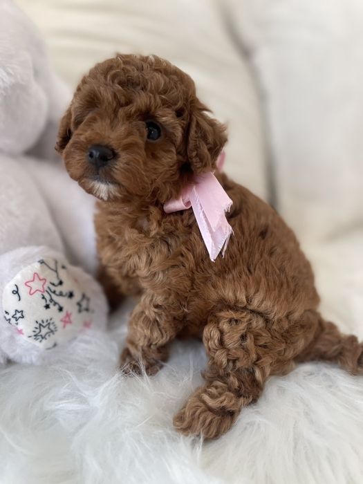 Обіймай і не відпускай  чарівні VIP Той-Пуделі тут!