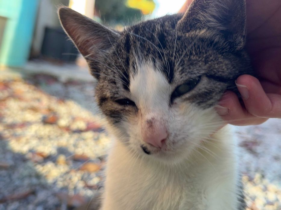 Duas Gatinhas para Adoção Responsável