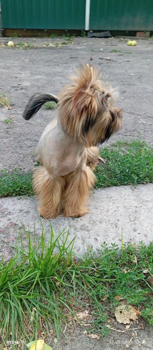 Жорік Жорік йорік