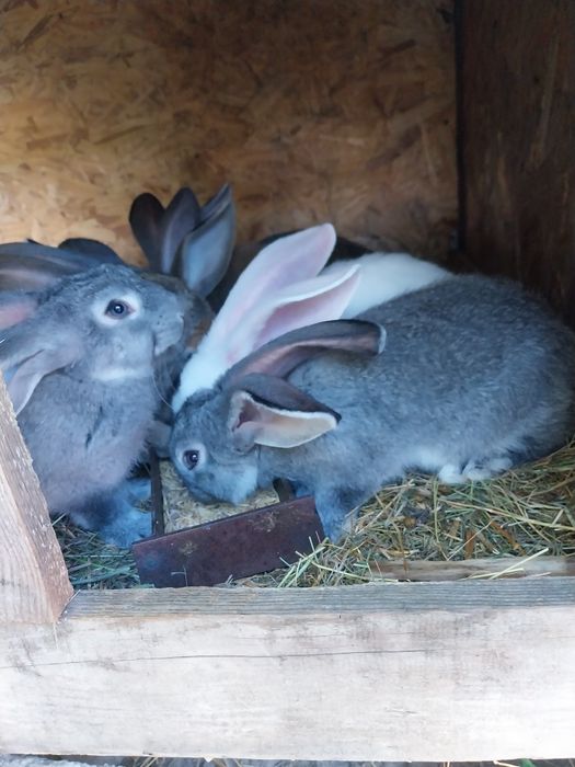 Sprzedam młode króliki