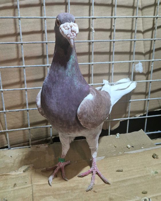 Gołębie staropolski