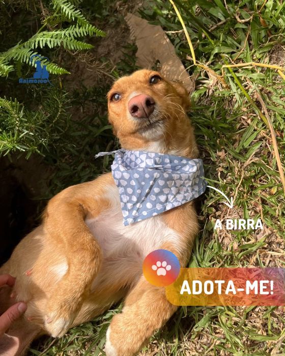 Birra - cadela jovem porte medio