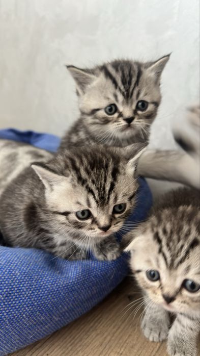 Котята Скоттиш-страйт