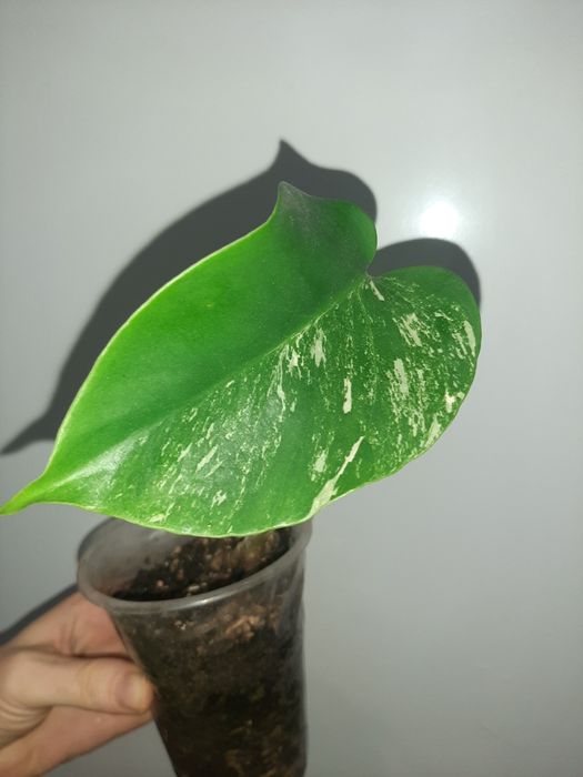 Сциндапсуси епіпремнуми  зріз 20грн монстера Манкі