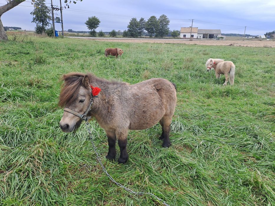 Mini konik brytyjski klacz
