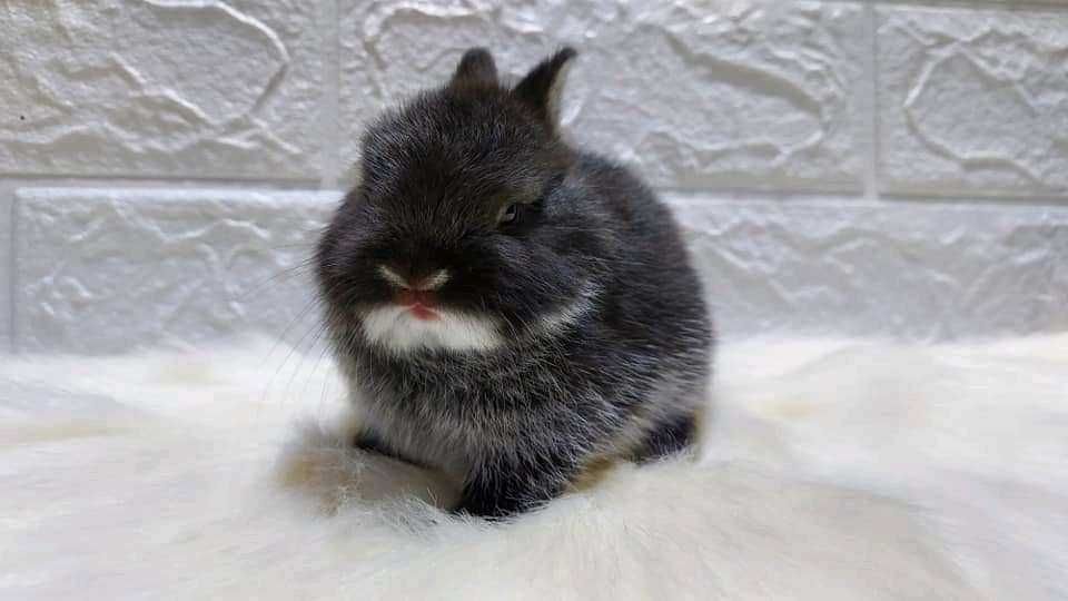 Coelhos anões mini hôlandes, toy, teddy, lean head, KIT Completo