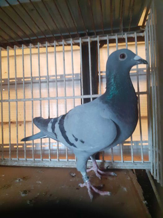 Sprzedam Samiczki Fabry