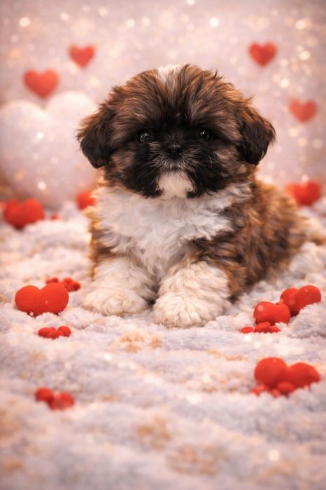 Shih Tzu – uroczy szczeniaczek szuka kochającego domu