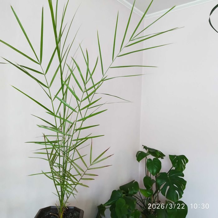 вазон пальма фінікова