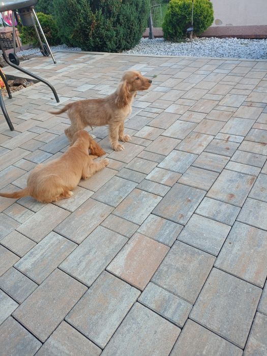 Sprzedam pieska Cocker spaniel