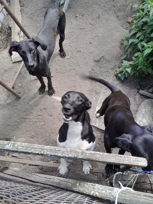 Щенята 4 дівчинки