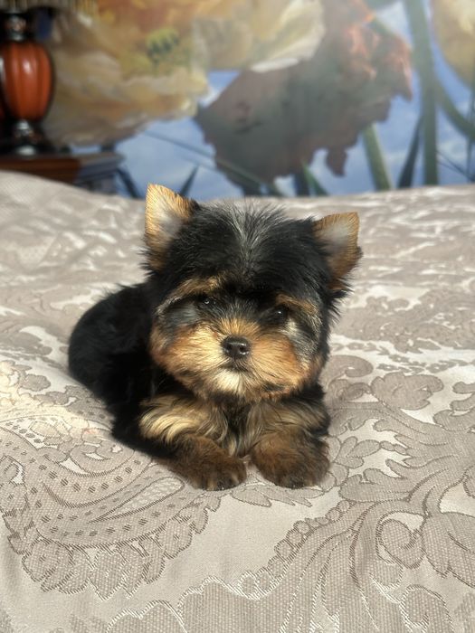 Розкішні яскраві хлопчики