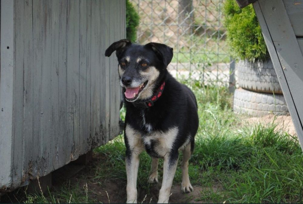 Luka 7 letnia wylękniona sunia do adopcji