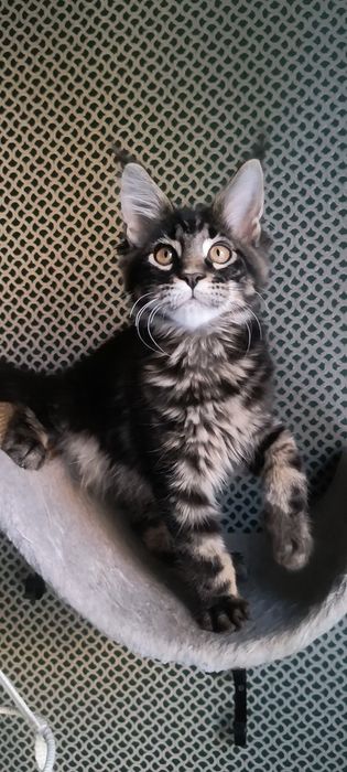 Котенок Мейн Кун