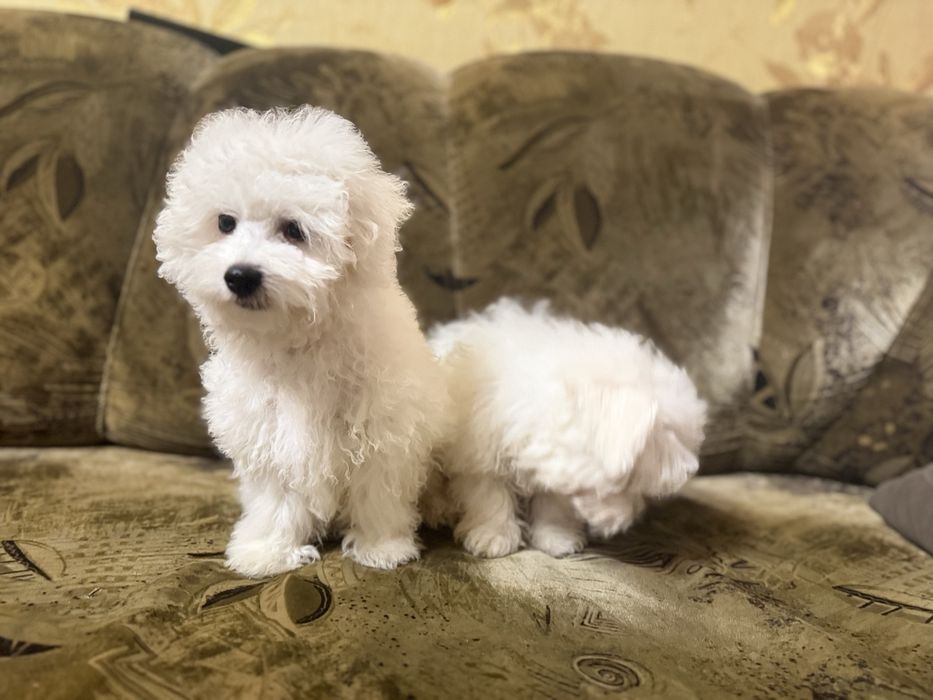 Цуценята бішонів хлопчики та дівчатка