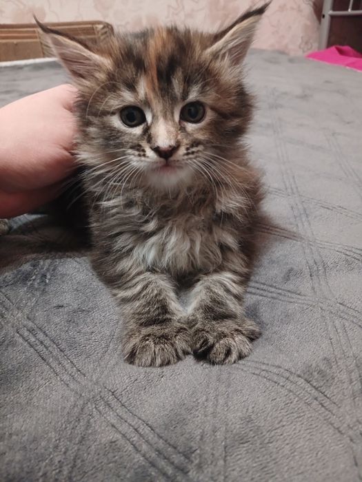 Кішечка  Мейн-кун