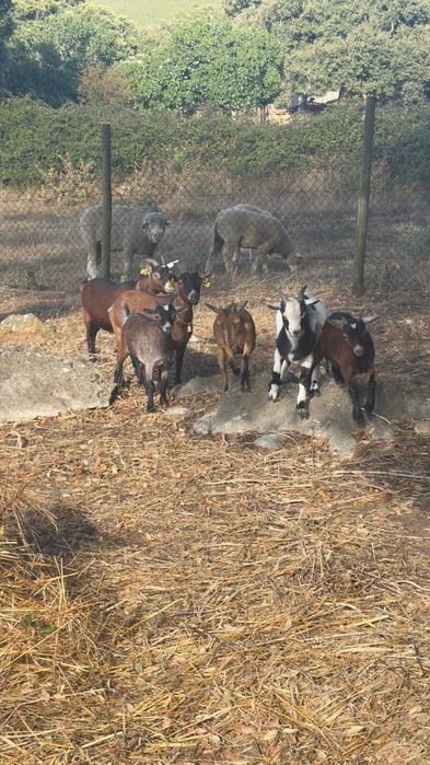 Cabritas e cabrito anão