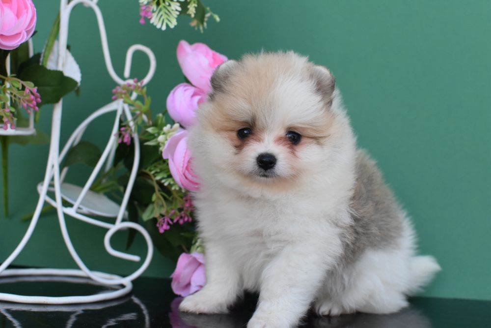 Лялькова дівчинка шпиць