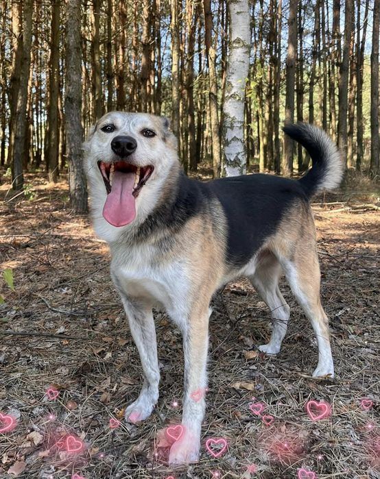 Śliczny wesoły Pikuś do adopcji