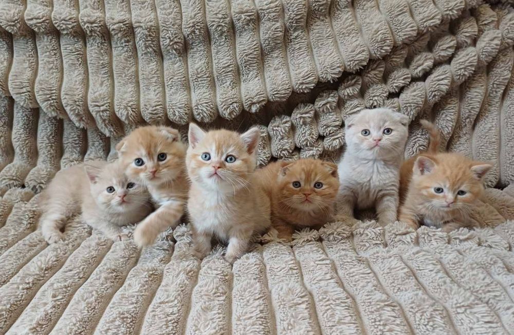 Шотландські кошенята, скотіш фолд і страйт