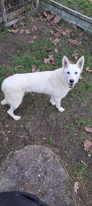 Biały Owczarek szwajcarski długowłosy  - piesek