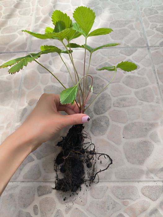 Саджанці суниці Карпатської лісової