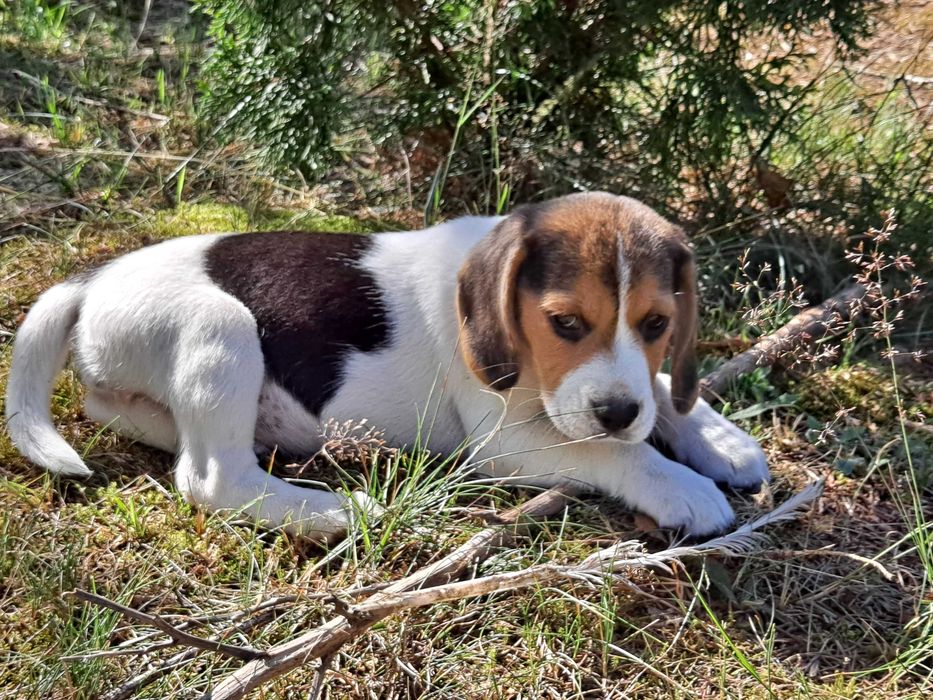 Psy rasowe beagle