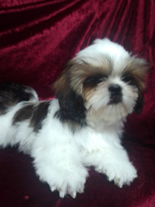 Яскравий хлопчик Ши-тцу