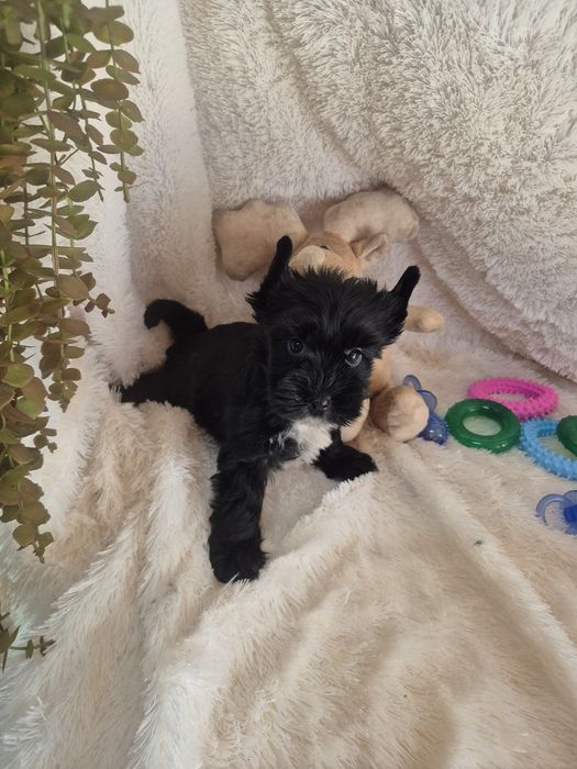 Biewer Terrier Macho Criadora Registada PT3088FL