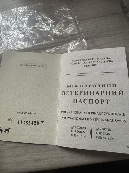 Шукає надійного господаря Джой