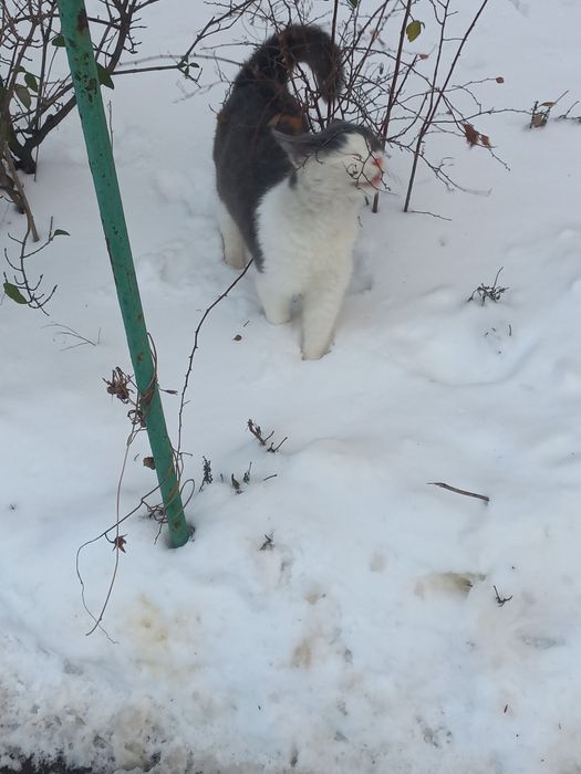 Маленькая кошечка ищет свою семью