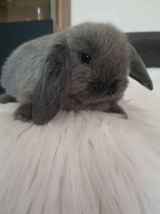 Króliki baranek miniaturka karzełek  mini lop. Cena CAŁKOWITA.