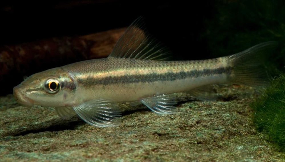 GB Glonojad Syjamski