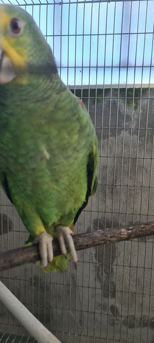 Oratrix e marianinha