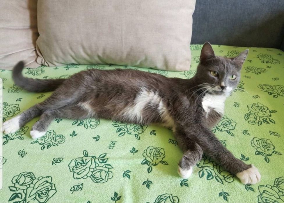 Кошечка ищет любящую Семью