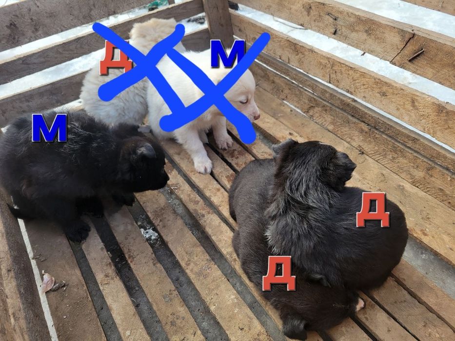 Щенки в добрые руки