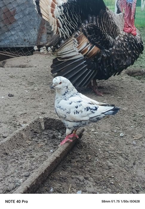 Gołębie king kingi