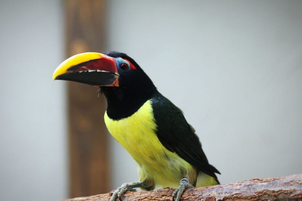 casal de araçaris-miudinhos (Pteroglossus viridis),
