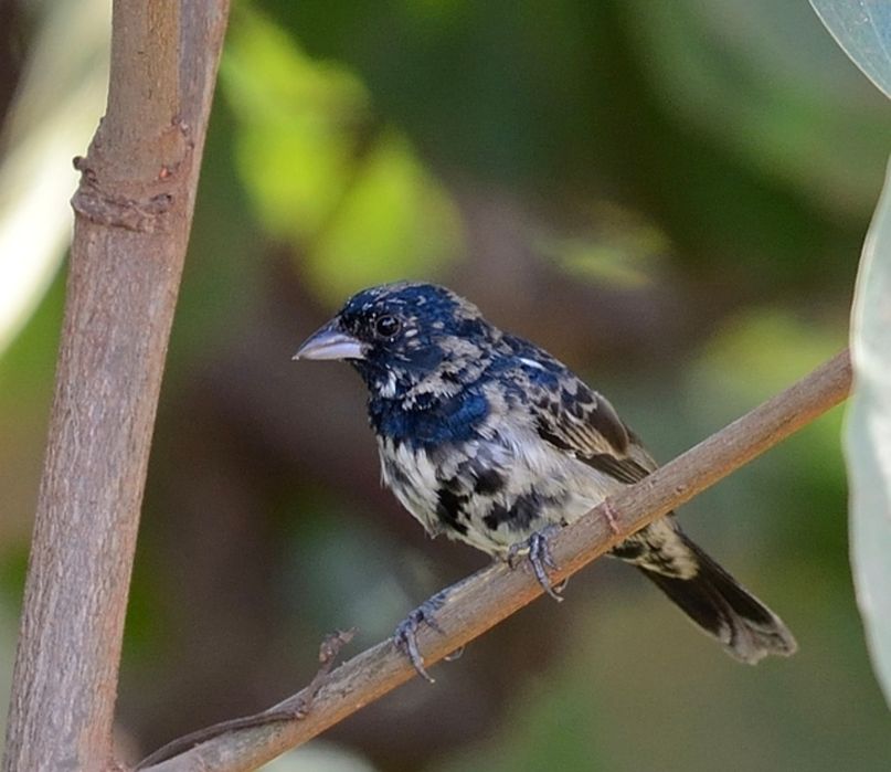Casal de Tizius (Jacarini volatinia)