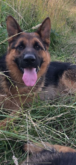 Німецька вівчарка