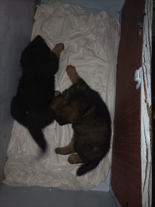 Продам щенков немецкой овчарки чистокровные