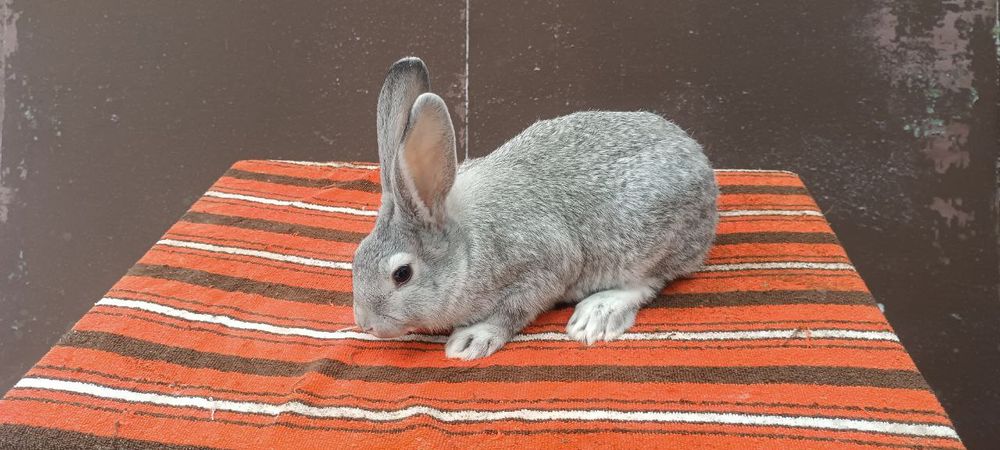 Кролики, кролі, кролиці, кроленята