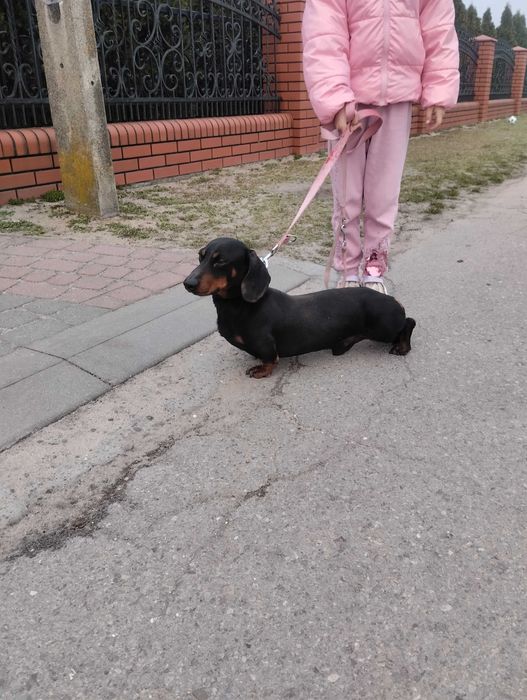 Jamnik szczeniak czarno podpalany