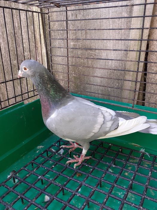 Sprzedam gołębie