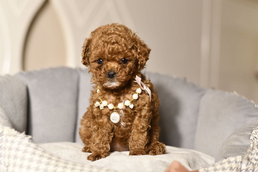 Pudel Teacup wyjątkowa dziewczynka RED BROWN CHINESE LINE XXS